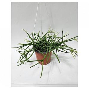 베하몰 실내 화초 립살리스 카스타 약20cm