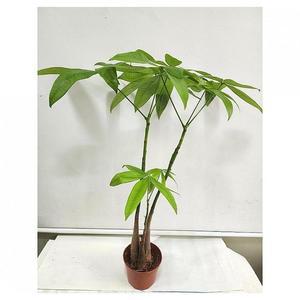 베하몰 실내 화초 외목대 롱파키라 약60cm