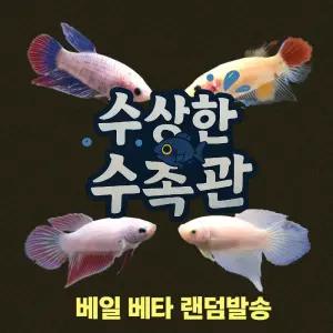 [수상한수족관] [하프문베타 ] 베일 베타암컷/ 1마리 / 랜덤발송
