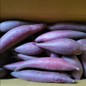 25년 익산 햇고구마 / 포근,퍽퍽 밤고구마 5kg, 사이즈 혼합(60-400g)