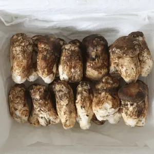 [가정용]순솔 자연산 송이버섯 1kg 대용량