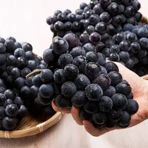 경북 고당도 햇 캠벨 포도 2KG 특품 (5-7수)