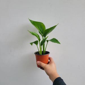 플랜테리어 거실화분 인기좋은 2촉 극락조 여인초 소품 15-30cm 49