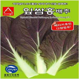 잎쌈홍 배추 씨앗 500립