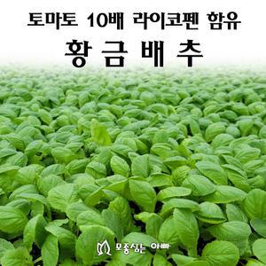 [모종심는아빠] 토마토보다 10배 많은 라이코펜 함량 황금배추 모종105구(트레이한판)
