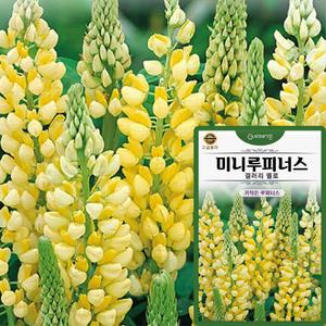 키작은 루피너스 씨앗 10립 갤러리 옐로 미니루피너스 꽃씨 종자
