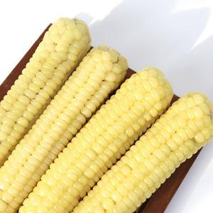 [친환경팔도]괴산 급냉 찐 대학 찰옥수수 15개입