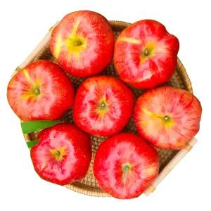 [아침이슬사과]달콤주의보! 첫수확 햇 홍로사과 중대과 5kg(7-22)