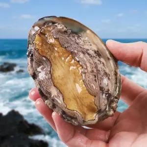 [산지직송]대왕특대 완도 활전복 1kg(6-7미) 산소포장