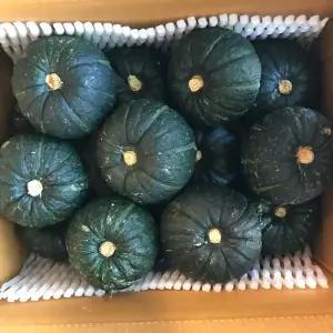 제주 보우짱 미니 밤호박 단호박 로얄과 3kg