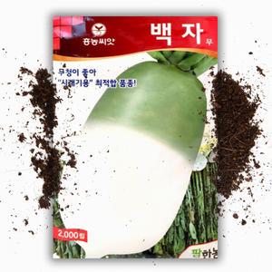 김장 백자 2000립 무씨 무씨앗 무우