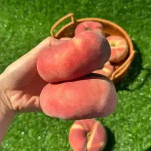 싱싱햇 거반도 납작복숭아 유럽 납작 복숭아 1kg