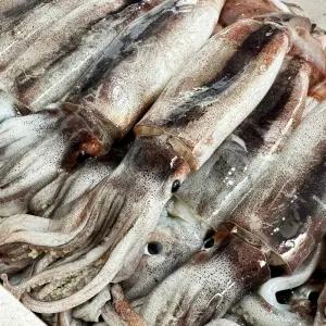 당일조업 국내산 급냉 통 오징어 1kg 4-6미내외 냉동 통찜용