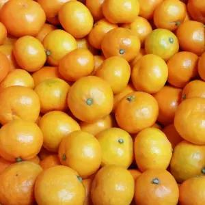 [프레쉬킹] 청정 제주 가정용 하우스 감귤 5kg