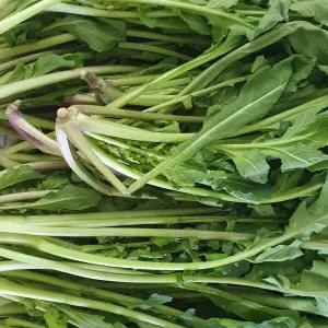 루꼴라 1kg 신선채소
