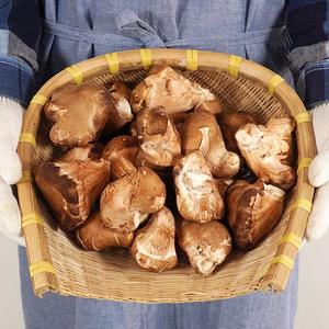 [지투지샵]나주 참송이 버섯 500g(상/못난이랜덤)