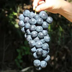 캠벨포도 거봉 머루포도 1kg 2kg 특품 프리미엄 고당도 켐벨 영동 송산