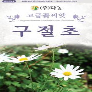 야생화 꽃씨 구절초 1000립