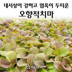 [모종심는아빠] 내서성이 강하고 엽육이 두터운 오향적치마 상추 모종72개(트레이한판)