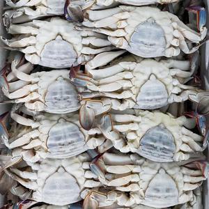 한그슥 연평도 냉동 암꽃게 10kg (30미 40미 50미)