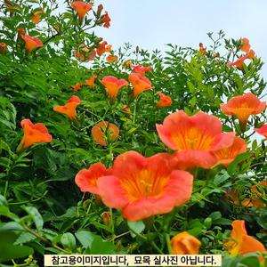 능소화나무 묘목 (중국능소화) 포트묘