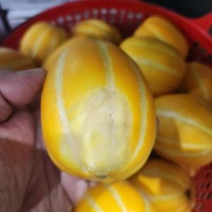 성주참외 못난이 흠집 참외 10kg 랜덤 혼합과