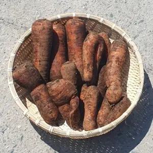 오늘의채소 쥬스용 못난이 흙당근 5kg