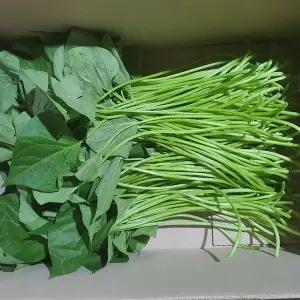 [미스터팜팜]당일채취 생고구마순 고구마줄기 청대 3kg 잎포함