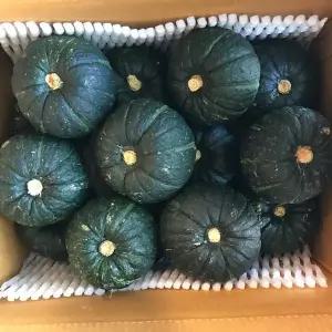 제주 보우짱 미니 밤호박 단호박 로얄과 3kg
