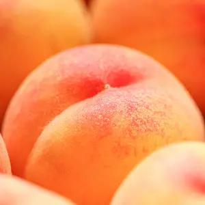 [모두밥상] 당도괴물 쫀득이 황도 복숭아 3kg [14-16과 내외] 특품