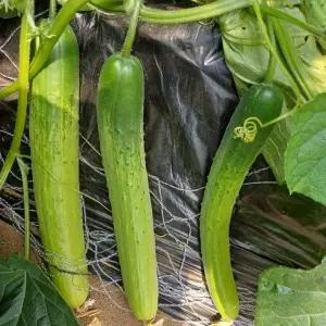 [프리미엄유기농] 강원도 홍천의 신선하고 맛있어서 껍질채 먹는 친환경 유기농 오이