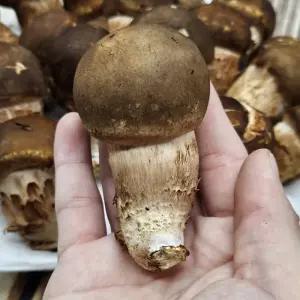 국내산 참송이버섯 500g