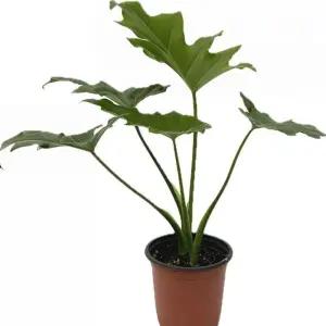 베하몰 실내 화초 호프셀렘 소품 약30cm 식물 원예 장식 장식용 인테리어 인테리어용