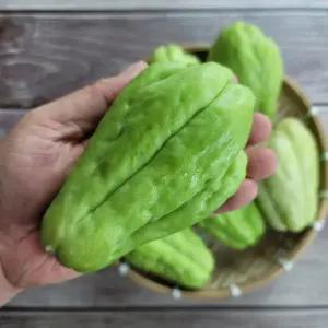 [하라네]국내산 평창 햇 차요태 차요테 1kg