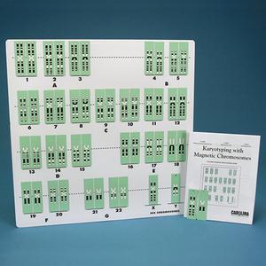 핵형분석키트(자석식)/생물/(주)경인과학/KSIC-6098