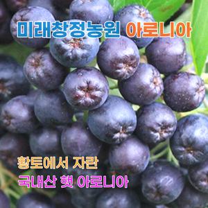 2025년 국내산 햇 아로니아 생과 10kg 알이 튼실한 최상품 당일수확발송