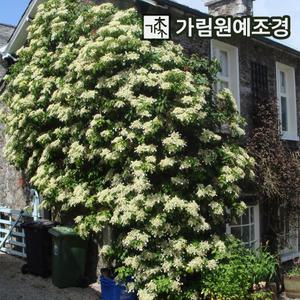 등수국 묘목 페티오라리스 나무 5치포트 가림원예조경