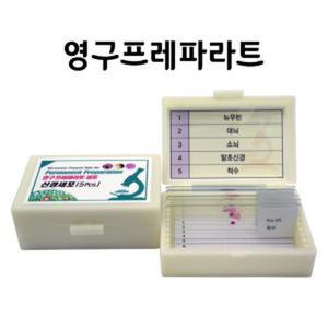 영구프레파라트-신경세포(5pcs)