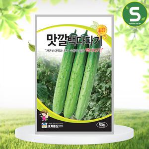 맛깔백다다기 50립 오이씨앗 백침 착과성 수송성 좋음