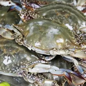 연평도 제철 숫꽃게 가을 제철 활꽃게 절단 급냉동 암꽃게 1kg 서해안 산지