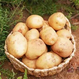100 국내산 햇감자 왕특 10kg (200g~350g)