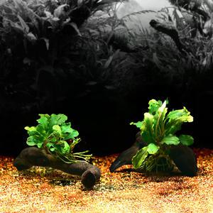 수초-잔유목 부세 잉카 활착-열대어 어항 수족관 수중식물