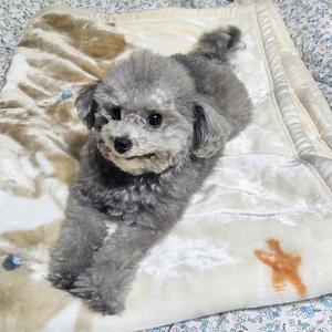 고양이 강아지 반려동물 부드러운 담요 애착 이불 밍크 극세사