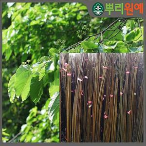 헛개나무묘목 2년생