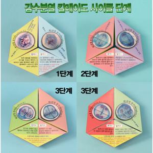 감수분열 종이접기 10매 칼레이도사이클/생물 과학 실험 재료