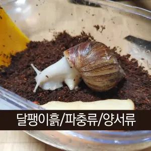 코코피트 블록 애완용 대용량 50L 2개 도마뱀 육지거북이 흙 파충류 바닥재