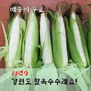 강원도 영월 찰옥수수(미백) 50개 30개