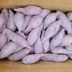 금마황동농장 꿀밤고구마 5kg(특상중혼합) 산지출발