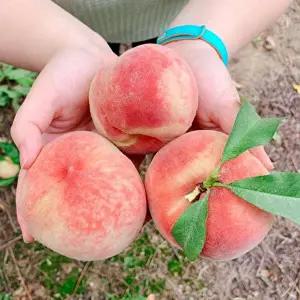 딱딱이복숭아(백도) 대과 5kg (18-23과 내외)
