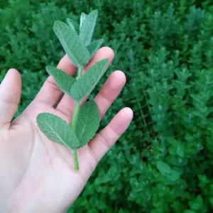 애플민트 생잎 50g
